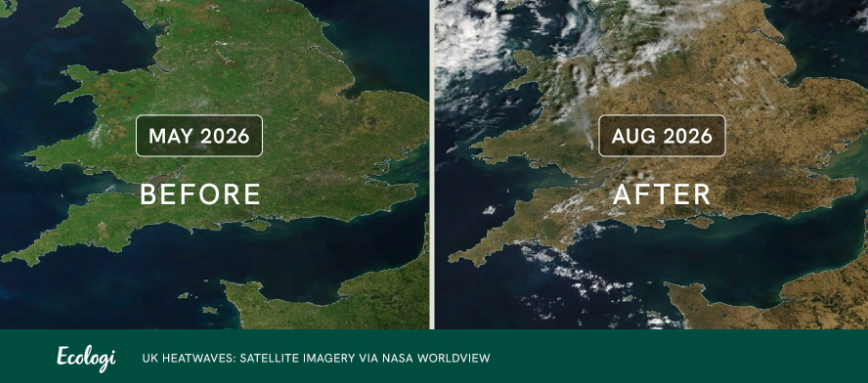 2026 UK heatwaves satellite imagery via NASA Worldview - Ecologi